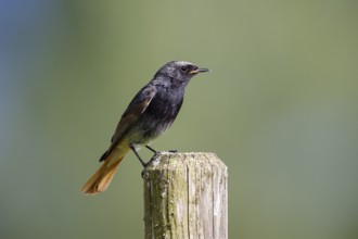 Black redstart (Phoenicurus ochruros), male sitting on a fence post, Upper Bavaria, Germany