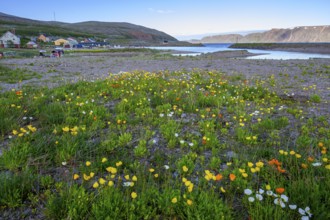 Vibrant flower field with yellow and white arctic poppies (Papaver radicatum) under a clear sky and