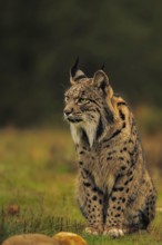 Common Lynx, Iberian Lynx, Lynx pardinus, Castilla La Mancha, Spain