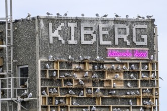 The gull hotel Kittiwake Hotel an artificial nesting site for kittiwakes (Rissa tridactyla) with