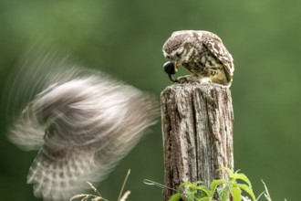Two little owls (Athene noctua) one in motion, dynamic atmosphere, Osnabrücker Land, Lower Saxony,