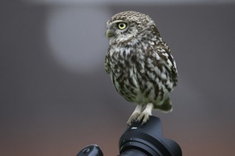 Close-up of a little owl (Athene noctua) sitting on a camera, Osnabrücker Land, Lower Saxony
