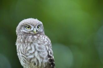 A little owl (Athene noctua) sits alone on an old willow pole in front of a soft green background,