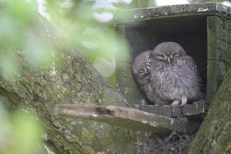 Two young little owls (Athene noctua) sitting snuggled together in the entrance of an artificial