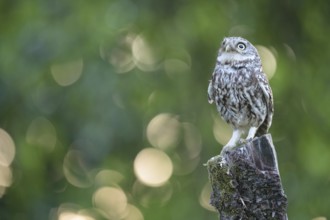 A little owl (Athene noctua) sitting alone on an old willow pole in front of a soft green