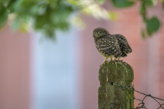 Two little little owls (Athene noctua) sitting on an old concrete fence post against the background