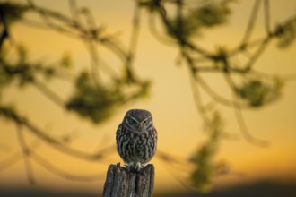 Little owl (Athene noctua) on an old, weathered fence post at golden sunset, surrounded by silver