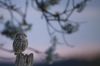 Little owl (Athene noctua) on an old, weathered fence post, surrounded by silver-lit branches,