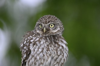 Close-up of a Little Owl (Athene noctua) with ruffled feathers and yellow eyes, Osnabrücker Land,