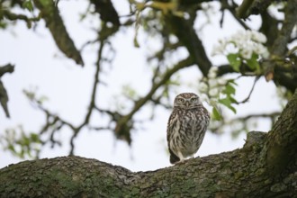 Little owl (Athene noctua) perched on a branch of a pear tree (Pyrus communis), against a