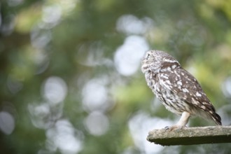 Little owl (Athene noctua) Sitting on an old board in front of a soft, green background and looking