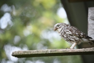 Little owl (Athene noctua) with food in its beak on a board seems to be focussed, surrounded by