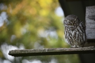 Little owl (Athene noctua) sitting asleep with closed eyes on a board in front of its artificial