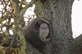 A little owl (Athene noctua) sits in an artificial nesting box and looks around attentively,
