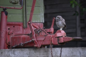 A young little owl (Athene noctua) sitting on the drawbar of an old agricultural implement,