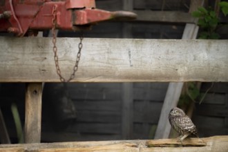 A young little owl (Athene noctua) sitting on a wooden fence, in the background, the drawbar of an
