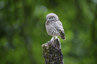 A live young little owl (Athene noctua) sits attentively on a tree stump against a green