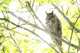 A long-eared owl (Asio otus) sitting on a branch, surrounded by green leaves in bright daylight,