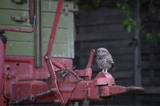 A young little owl (Athene noctua) sitting on the drawbar of an old agricultural machine, strong