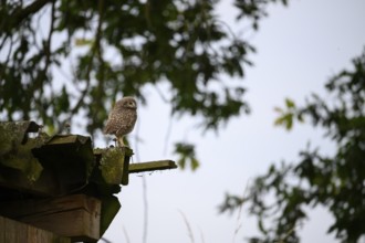 A young little owl (Athene noctua) sitting on a moss-covered roof, surrounded by blurred foliage,