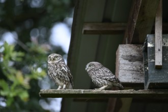 Two little owls (Athene noctua) Old bird and young bird sitting in front of their artificial