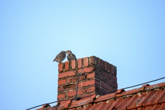 Two little owls (Athene noctua) sitting on a brick chimney in front of a blue sky and mating,