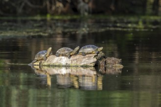 Pond turtle (Emys cularis) basking on a tree trunk in the water, amphibian, Danube Delta, Romania