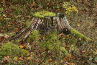 Tree stump with moss and autumn leaves in the forest in Skåne county, Sweden, Scandinavia
