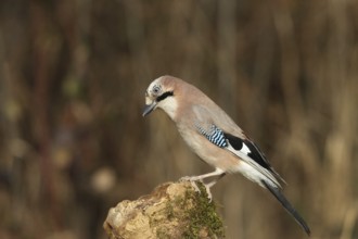 Eurasian jay (Garrulus glandarius) at winter feeding in the forest, Allgäu, Bavaria, Germany,