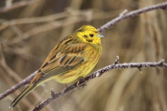 Yellowhammer (Emberiza citrinella) male, Allgäu, Bavaria, Germany, Allgäu, Bavaria, Germany