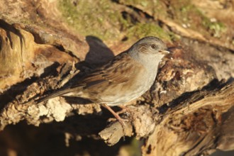 Dunnock (Prunella modularis) at winter feeding in the forest, Allgäu, Bavaria, Germany, Allgäu,
