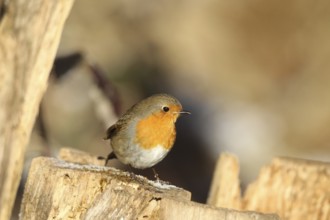 Robin (Erithacus rubecula) at winter feeding in the forest, Allgäu, Bavaria, Germany, Allgäu,