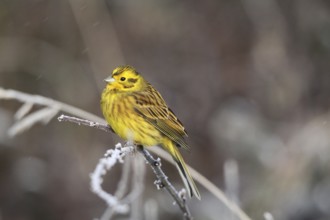 Yellowhammer (Emberiza citrinella) male in light snowfall, Allgäu, Bavaria, Germany, Allgäu,