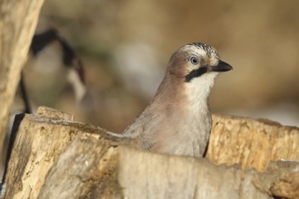 Eurasian Jay (Garrulus glandarius) portrait, at winter feeding in the forest, Allgäu, Bavaria,