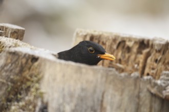 Blackbird (Turdus merula) male at winter feeding in the forest, Allgäu, Bavaria, Germany, Allgäu,
