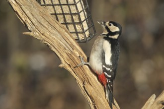Great spotted woodpecker (Dendrocopos major) at winter feeding in the forest, Allgäu, Bavaria,