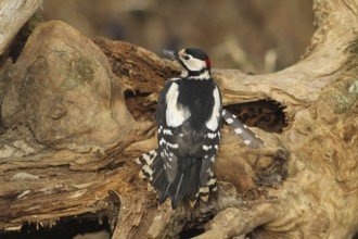 Great spotted woodpecker (Dendrocopos major) male at winter feeding in the forest, Allgäu, Bavaria,