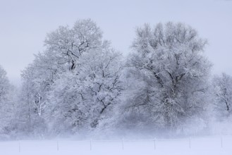 Trees covered with snow and ice in a winter landscape with fog, Schleswig-Holstein, Germany