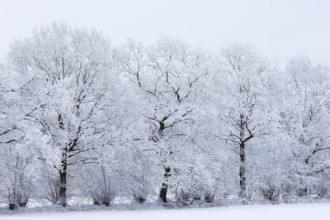 Trees covered with snow and ice in a winter landscape, oak trees (Quercus), Schleswig-Holstein,