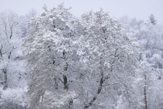 Trees covered with snow and ice in a winter landscape, Schleswig-Holstein, Germany
