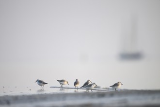 A group of Sanderlings (Calidris alba) on a foggy beach with a blurred outline of a sailing ship