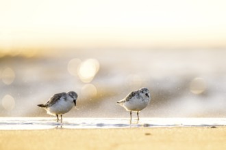 Two sanderlings (Calidris alba) standing on the beach of the island of Texel, in sunlight with