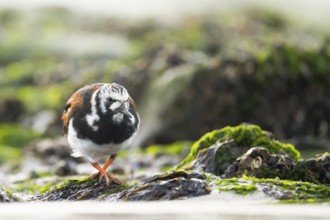 A turnstone turnstone (Arenaria interpres) on the shore, surrounded by shells and algae, in a