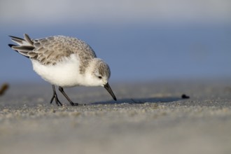Sanderling (Calidris alba) on a sandy beach looking for food, Heligoland, Schleswig-Holstein,