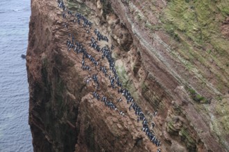 A large group of guillemots (Uria aalge) sitting on a red sandstone rock cliff in a natural
