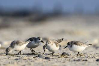 A group of sandpipers (Calidris alba) on a sandy beach looking for food, Heligoland,