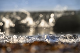 Sanderling (Calidris alba) on a sandy beach looking for food among mussels, seaweed and other