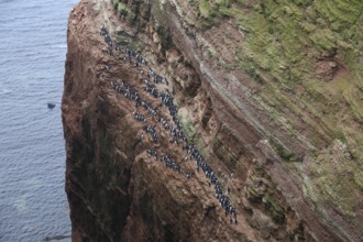 A large group of a densely packed bird colony of guillemots (Uria aalge) sits on a red sandstone