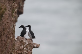 Two guillemots (Uria aalge) sitting on a red sandstone rock cliff in a natural environment at the