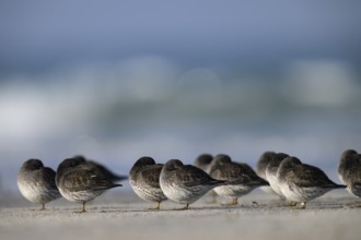 Sleeping sandpipers (Calidris maritima) on the beach of the dune, Heligoland, Schleswig-Holstein,
